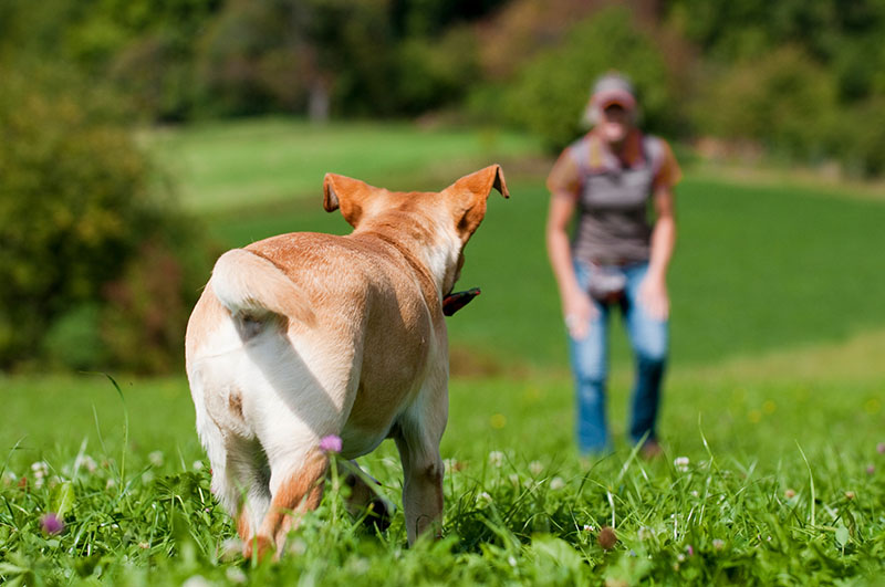 Rückruf Hund