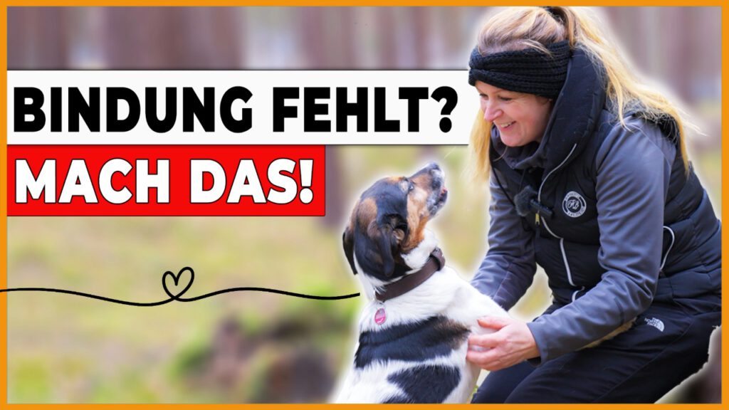 bindung zum hund aufbauen