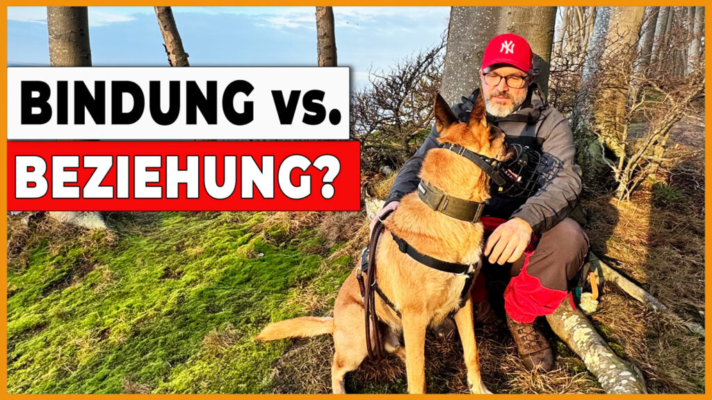 mensch hund beziehung man mit hund am baum