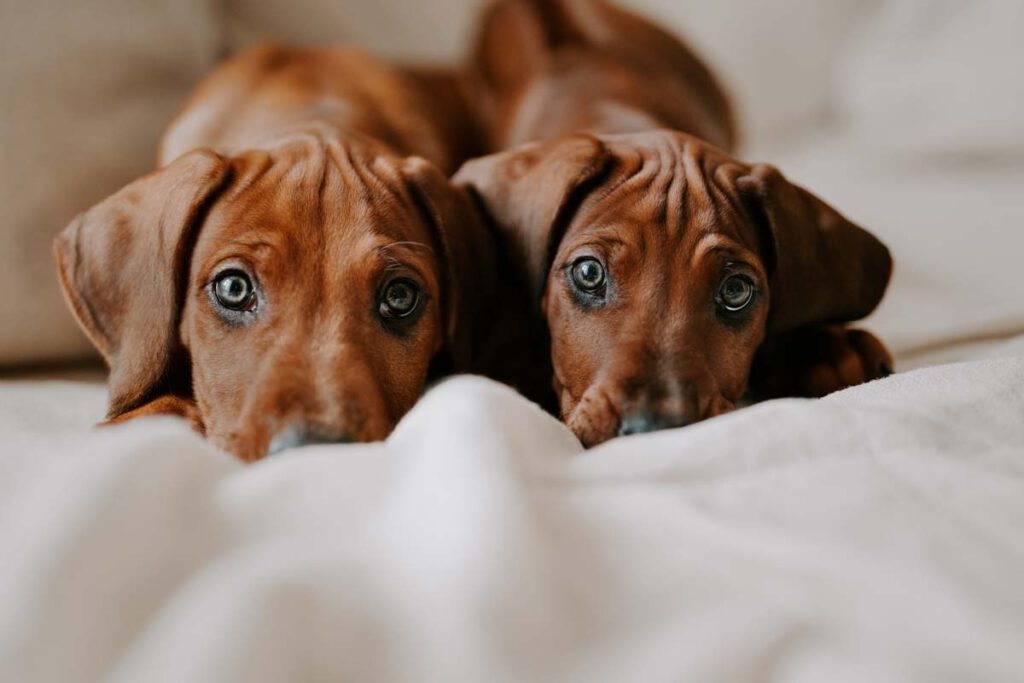 rhodesian ridgeback welpen pawsome