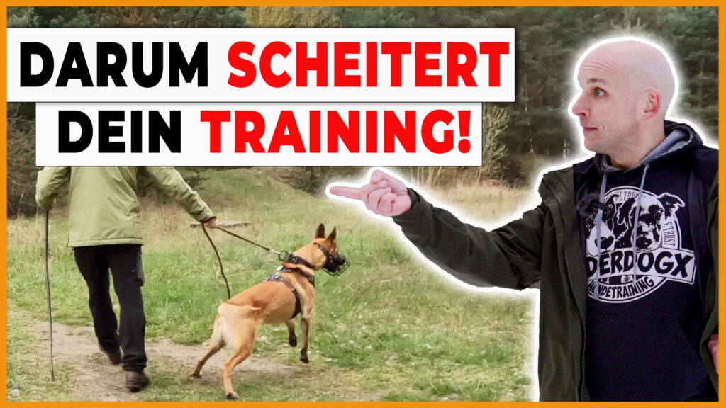 hundetraining hundeerziehung grundbedürfnisse dogstv