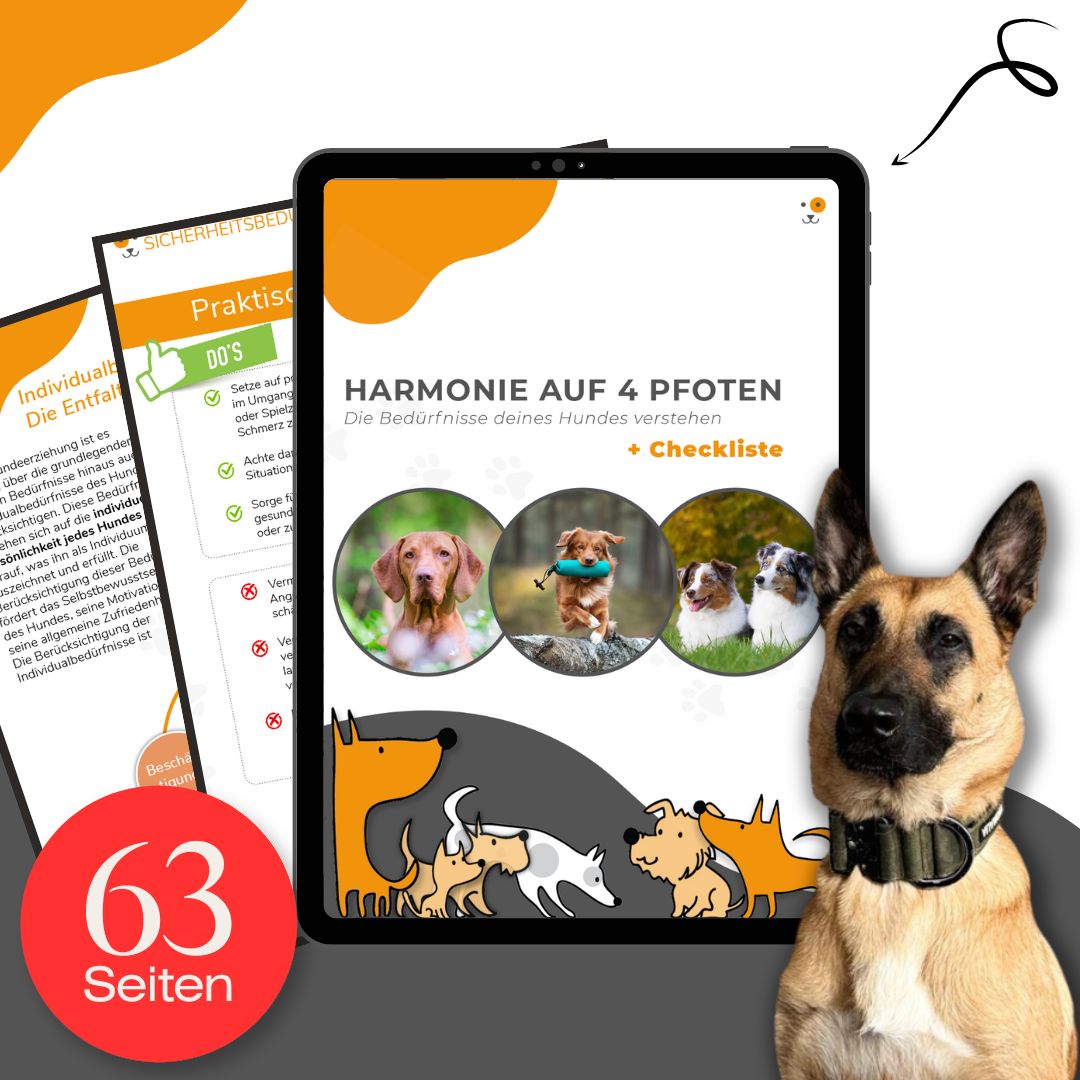 Hund markiert überall Wenn Hunde in der Wohnung markieren
