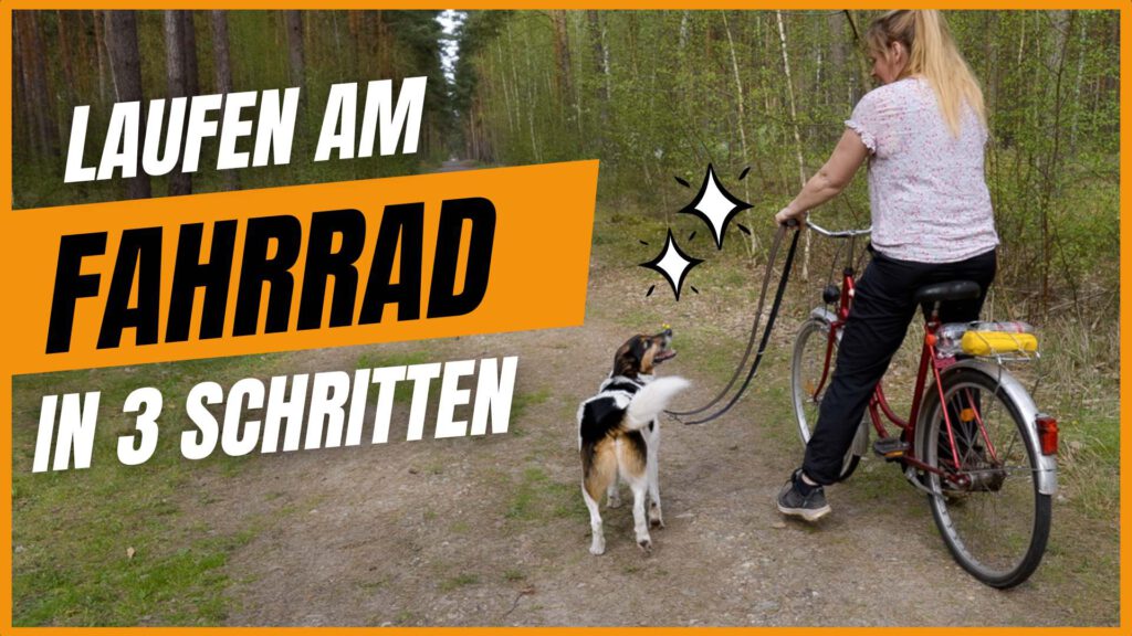 hund am fahrrad laufen lernen dogstv