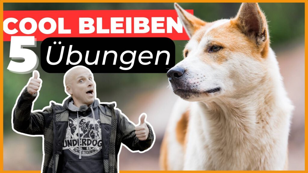 frustrationstoleranz hund übungen