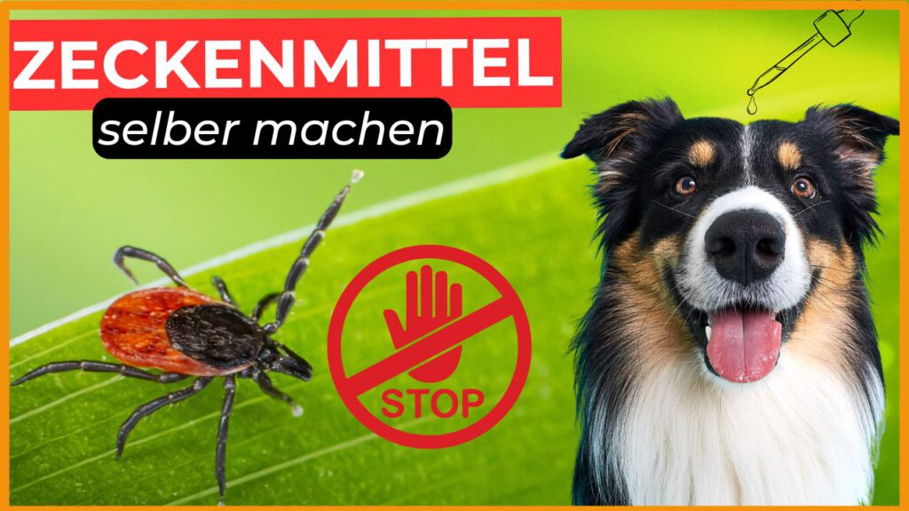 Anti-Zeckenmittel Hund selber machen