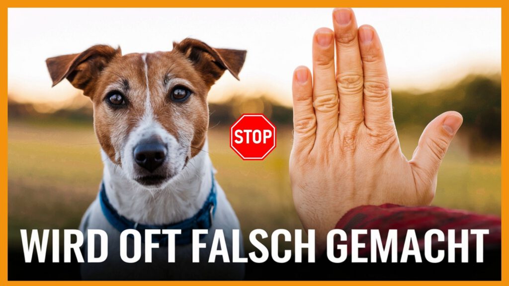 hund stop sagen grenzen setzen dogstv