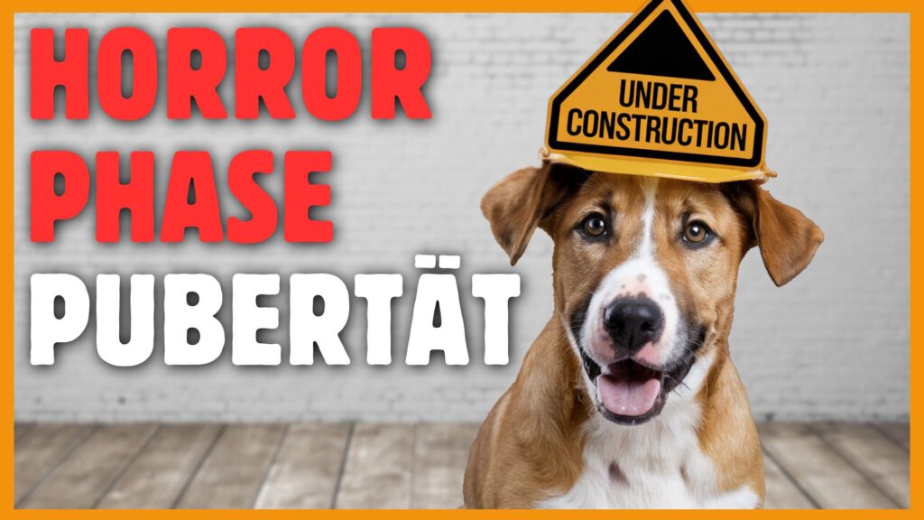 Pubertät bei Hunden