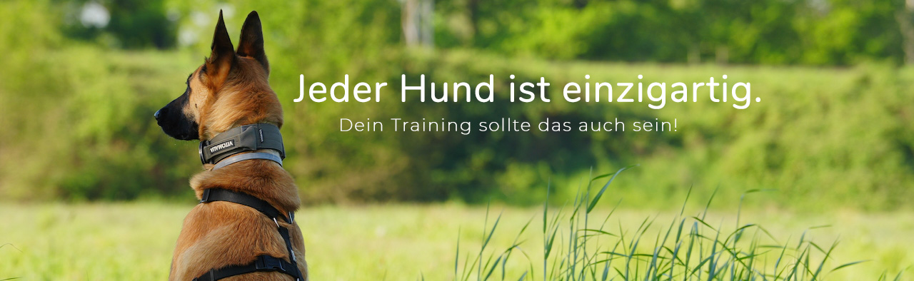 Malinois im Gras