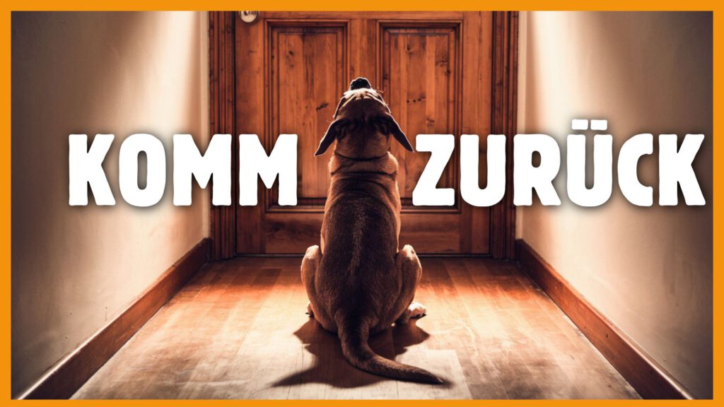 hund alleine lassen üben DogsTV