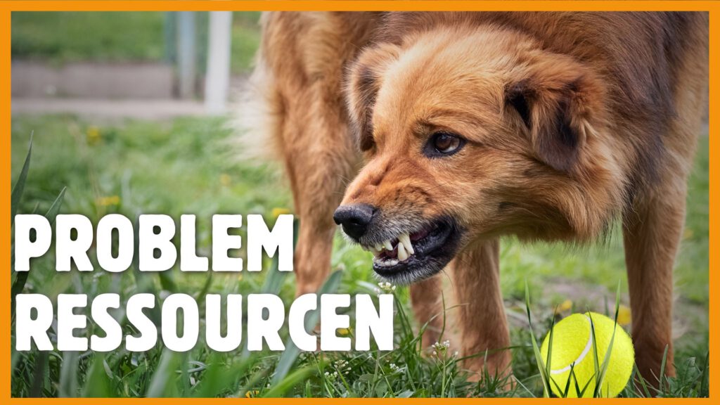 hund aggressiv bei Ressourcen Futter oder Spielzeug dogstv