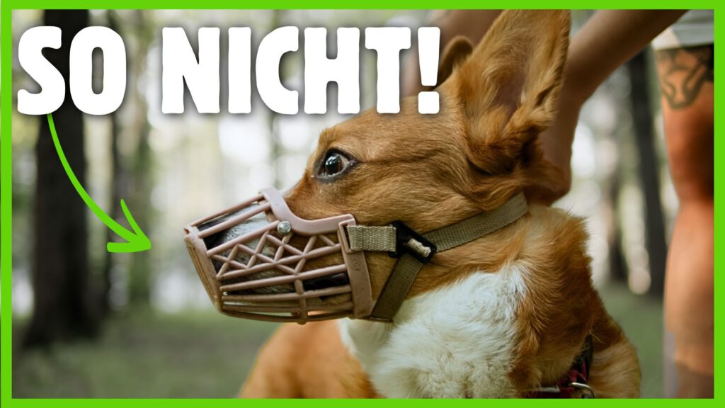Maulkorbtraining hund dogstv