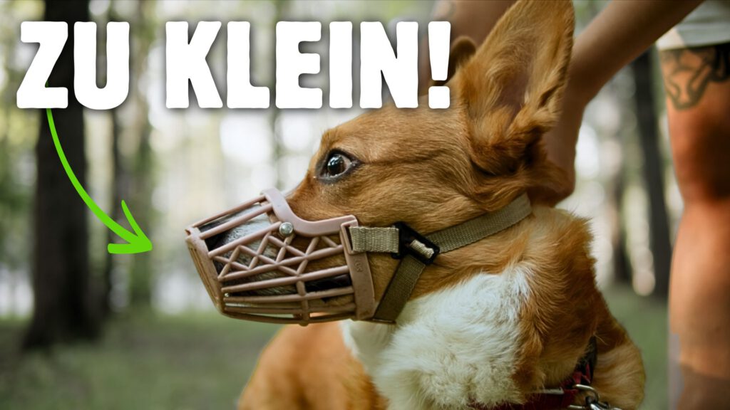 Maulkorbtraining Maulkorb zu klein