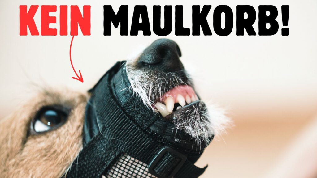 Maulschlaufe Maulkorbtraining
