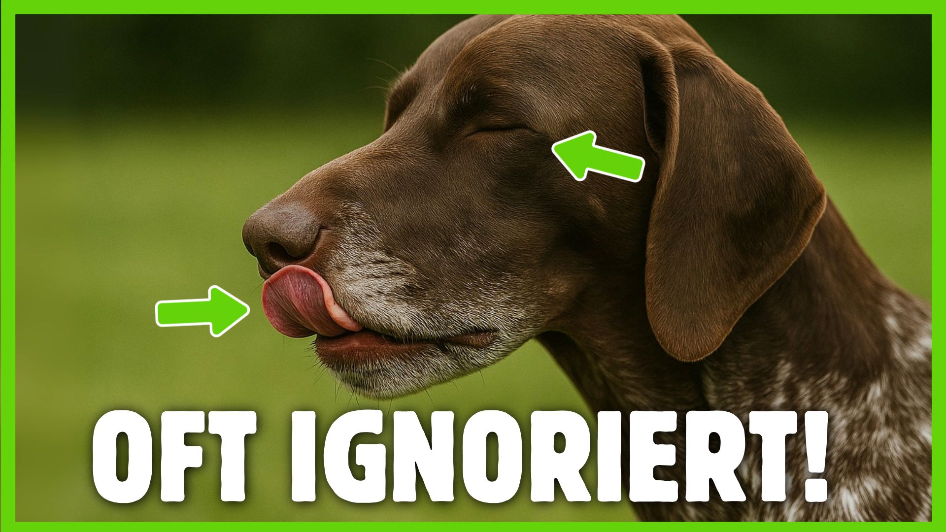 Krpersprache des Hundes: verborgene Warnzeichen, die du bersiehst