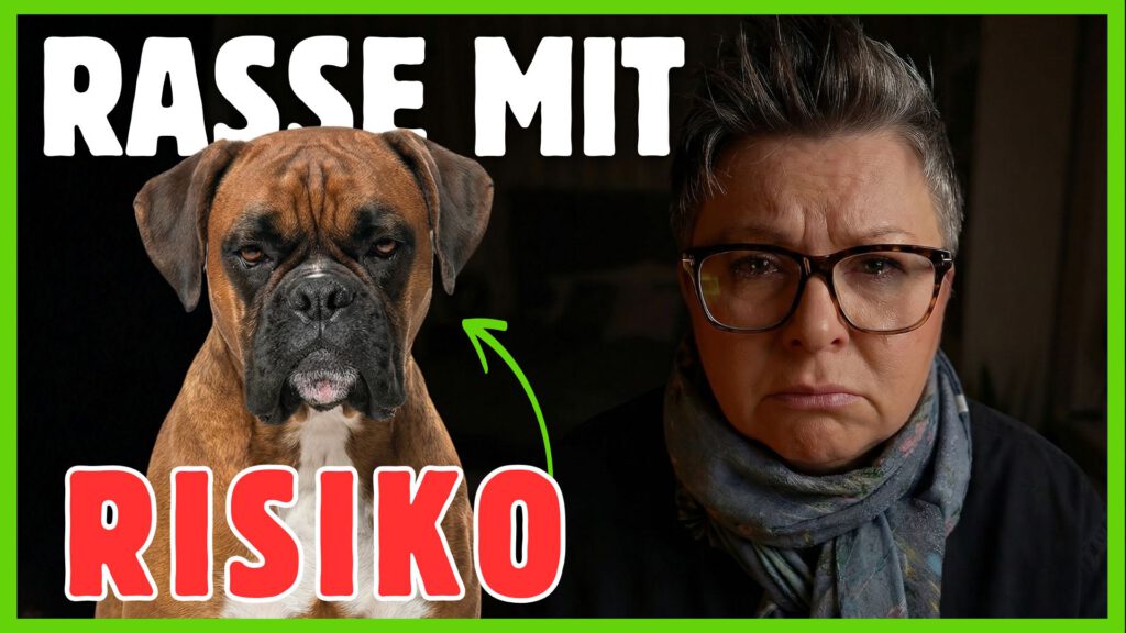 Deutscher Boxer Hunderasse Krankheiten dogstv