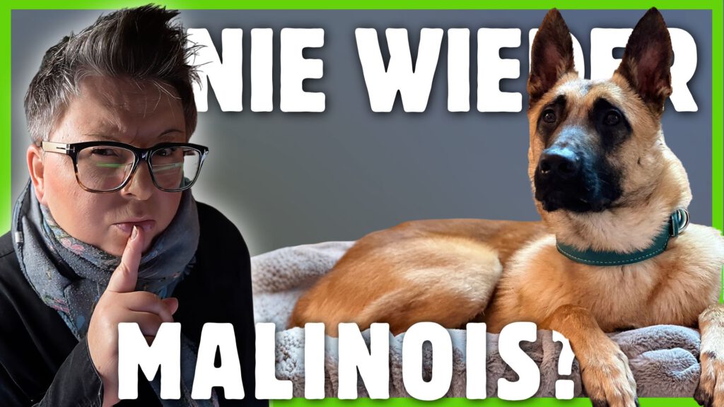Malinois Belgischer Schäferhund