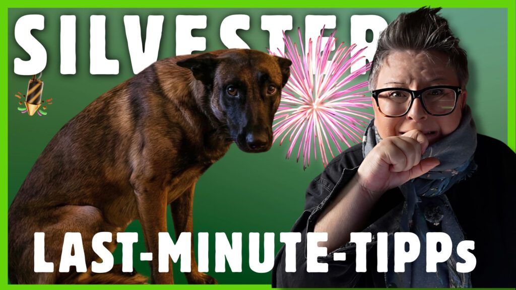 silvester mit hund tipps dogstv