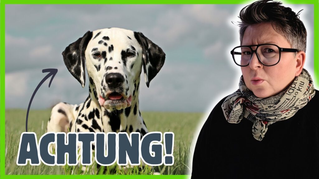 Dalmatiner Hund Probleme