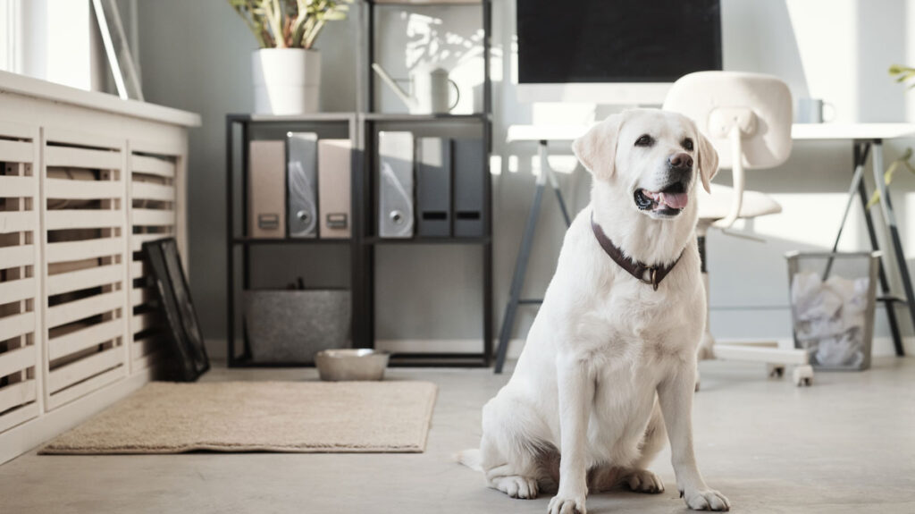 Hund im Büro