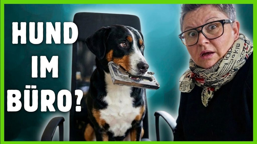 hund im buero dogstv