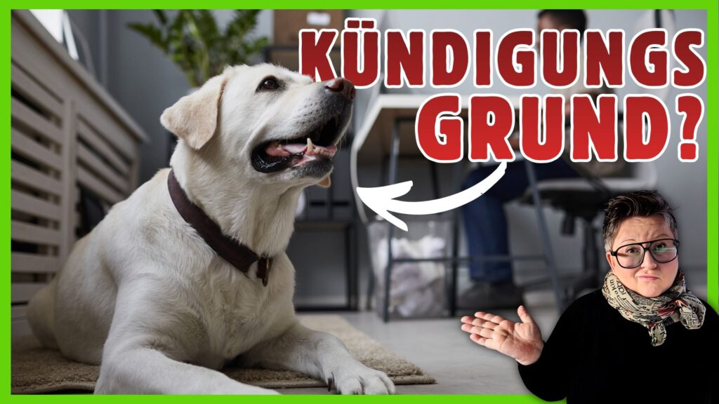 hund im buero buerohund dogstv