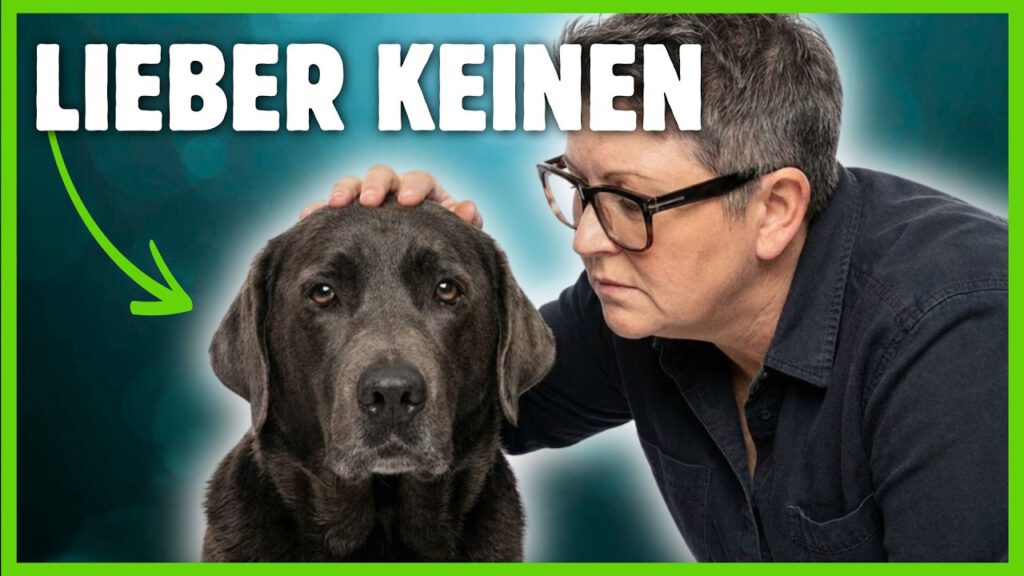 hund kaufen dogstv