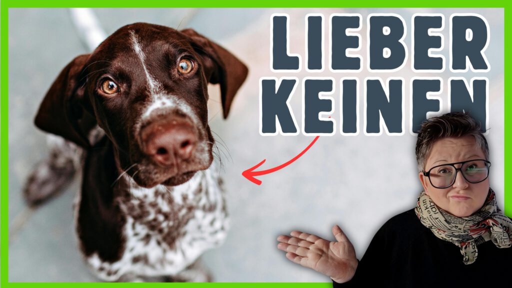 hund kaufen dogstv hundewelt