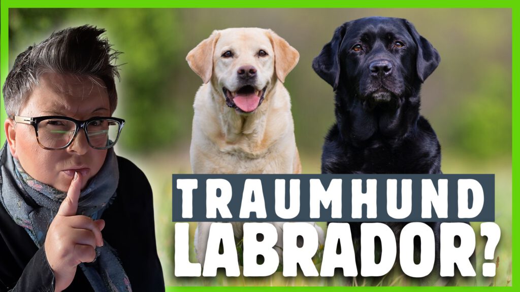 Labrador Retriever dogstv