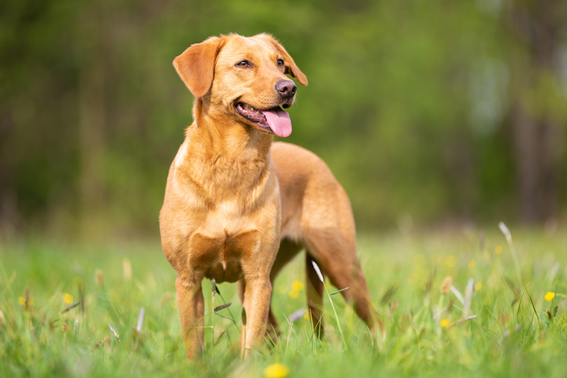 Labrador Retriever
