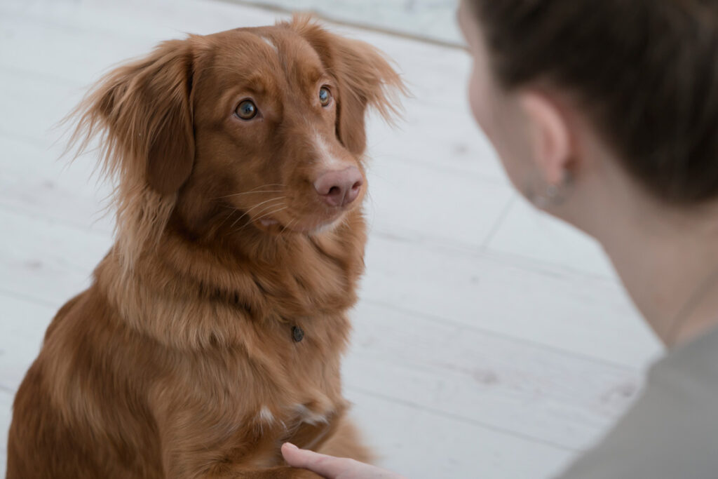 Hundetraining Clicker