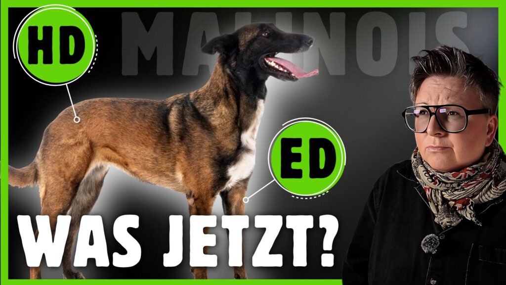 Hüftdysplasie hund dogstv