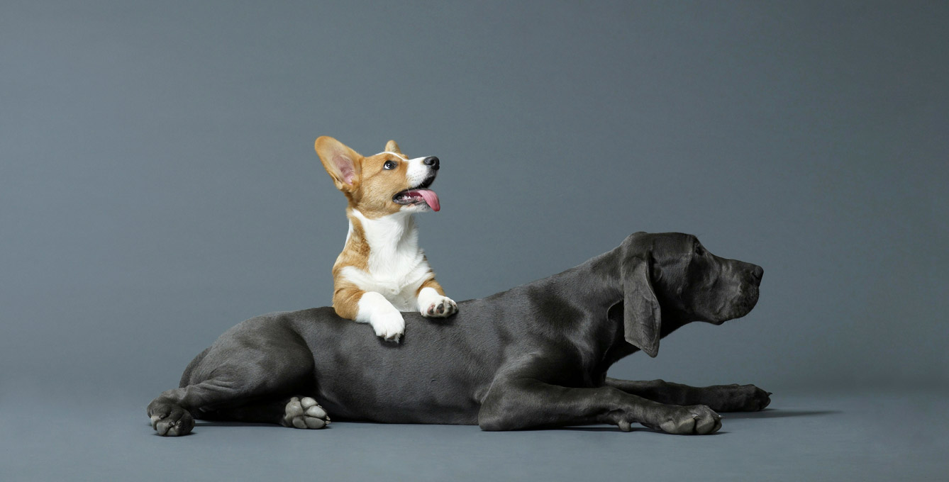 große und kleine Hunderasse dogstv