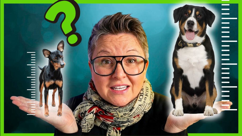 hunderasse groß oder klein dogstv