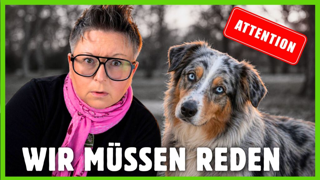 australian shepherd dogstv