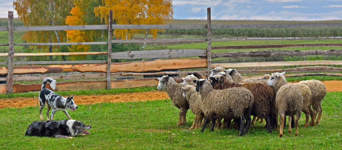 Australian Shepherd bei der Arbeit