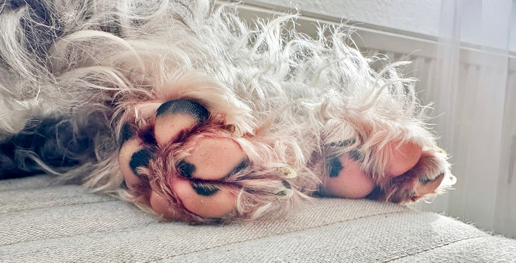 Hund Allergie Anzeichen Pfote