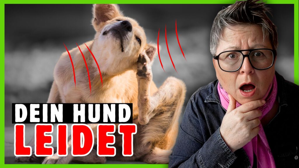 hund allergie anzeichen dogstv