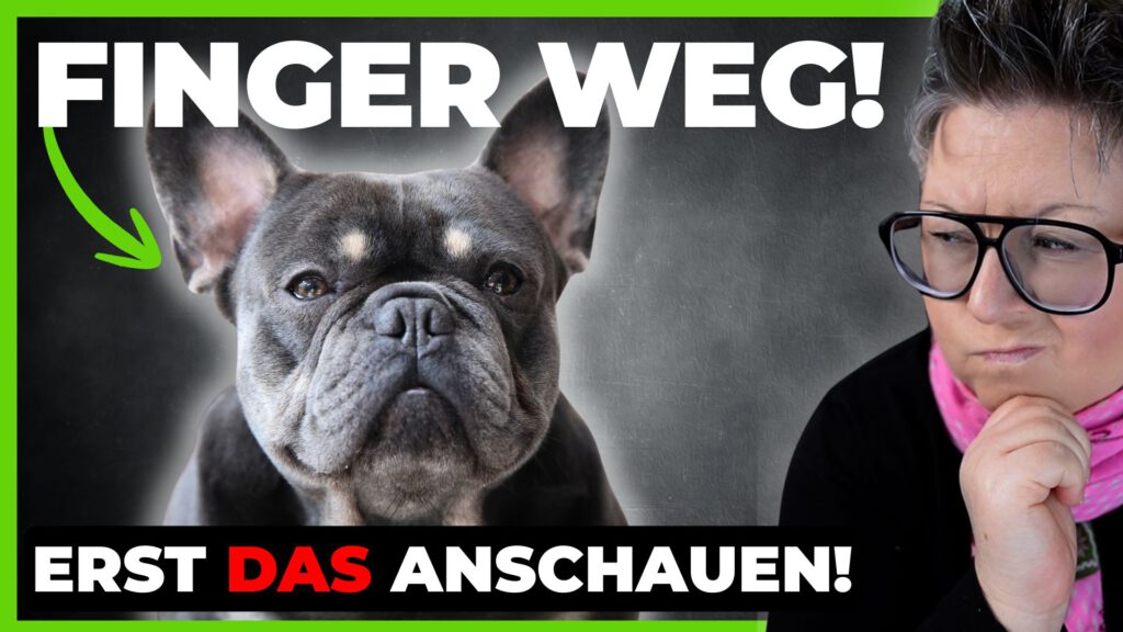 Französische Bulldogge dogstv