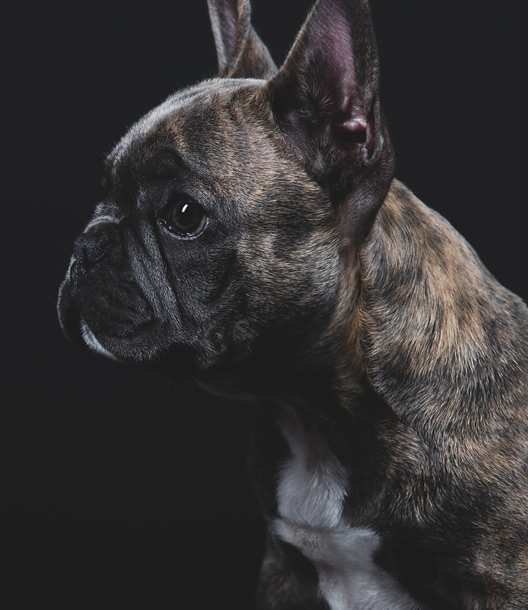 Französische Bulldogge boas