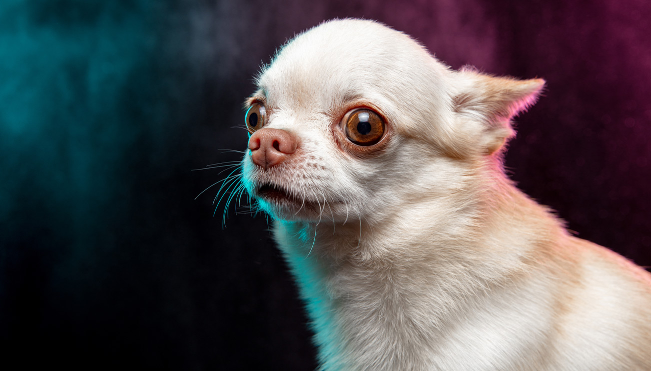 chihuahua qualzucht