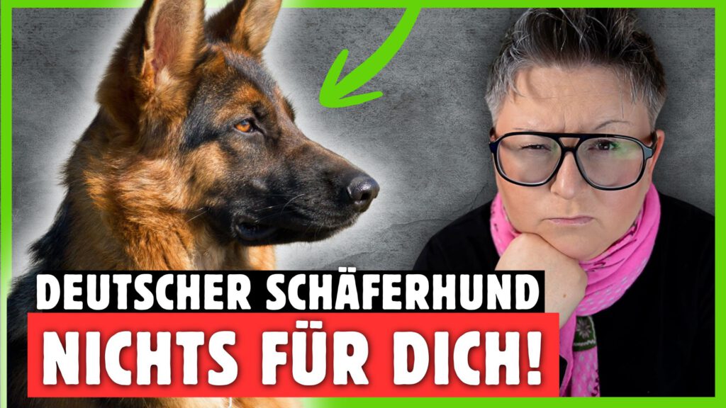 deutscher schäferhund dogstv