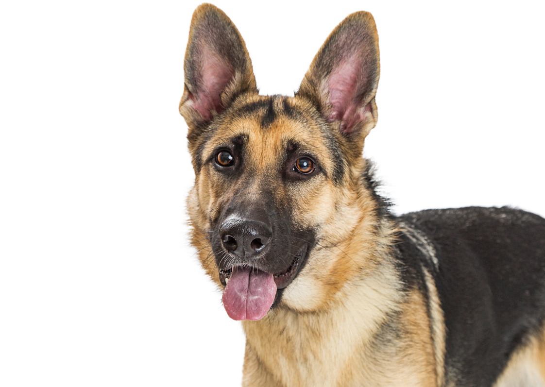 Deutscher Schäferhund
