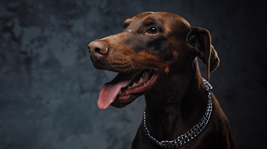 Dobermann