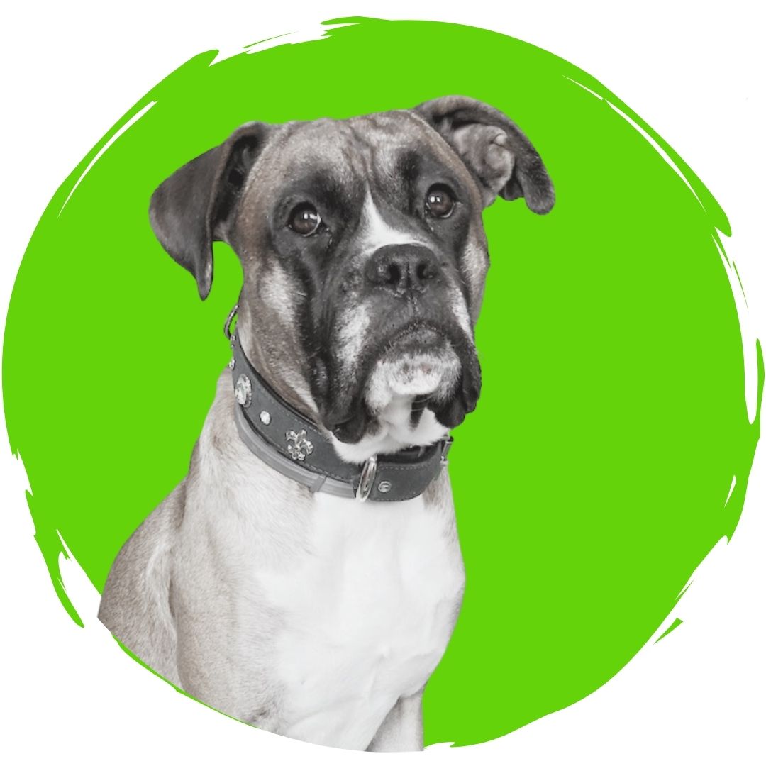 Dexter DogsTV
