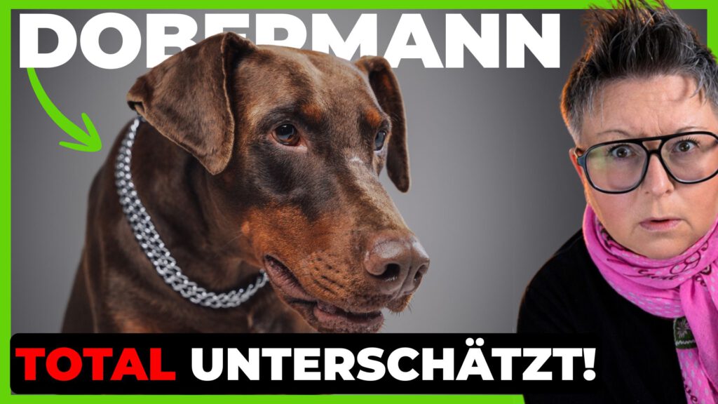 dobermann