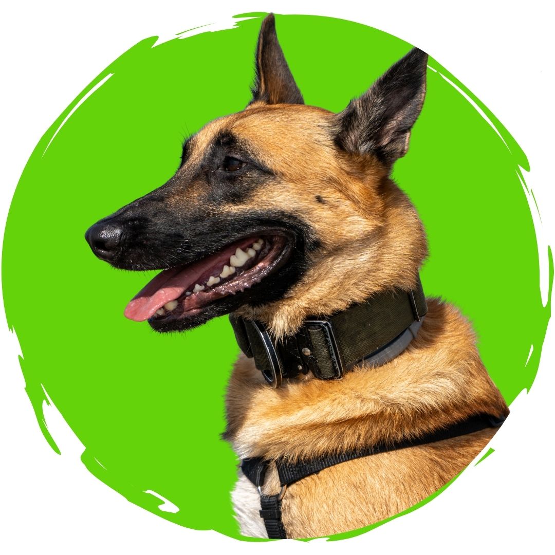 Malinois Klausi DogsTV