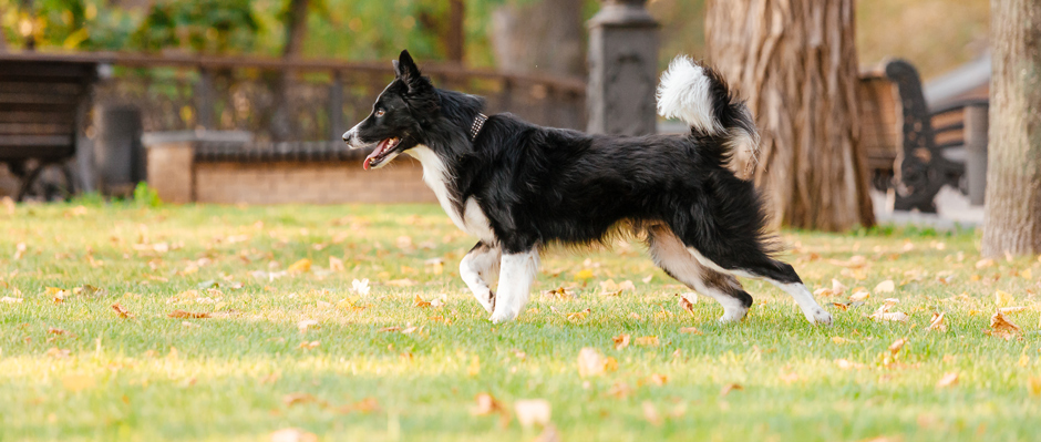 hirtenhunde border collie dogstv