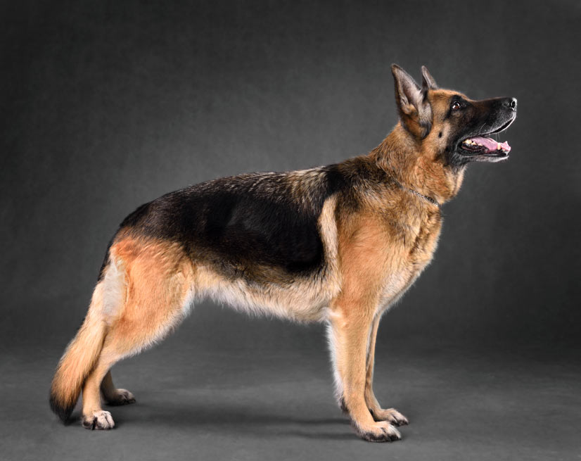 malinois oder deutscher schäferhund

