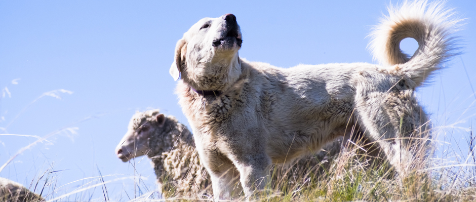 hirtenhunde kangal dogstv