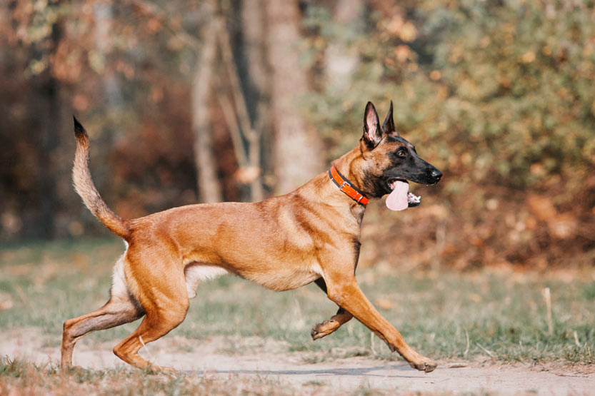 malinois oder deutscher schäferhund